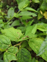 Lepidoptera