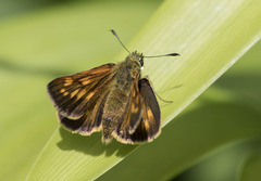 Ochlodes sylvanus