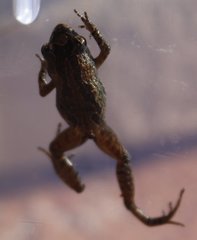 Crinia pseudinsignifera