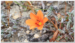 Tritonia deusta miniata