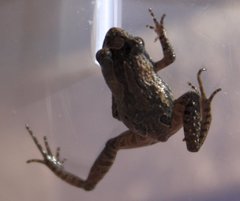 Crinia pseudinsignifera