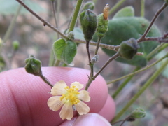 Wissadula amplissima