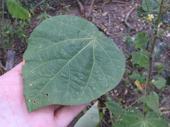 Wissadula amplissima