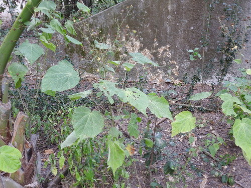 Image of Wissadula amplissima by (c) Sam Kieschnick, some rights reserved (CC BY)
