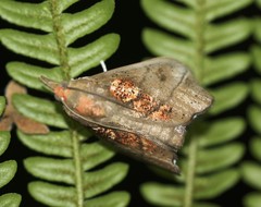 Styphlolepis hypermegas
