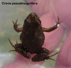 Crinia pseudinsignifera