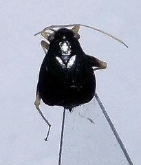 Halticus apterus