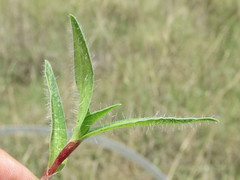 Commelina africana