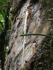 Zanthoxylum gilletii