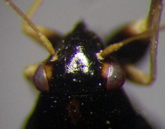 Halticus apterus