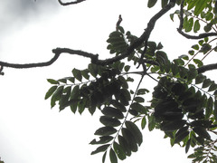 Zanthoxylum gilletii