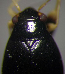Halticus apterus