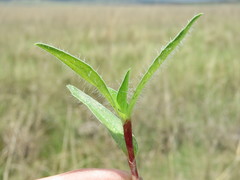Commelina africana