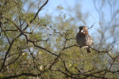 Nystalus maculatus