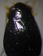 Halticus apterus