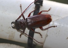 Cacodacnus planicollis