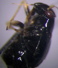 Halticus apterus