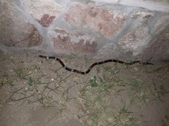 Micrurus pyrrhocryptus