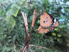 Danaus chrysippus