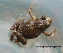 Crinia pseudinsignifera