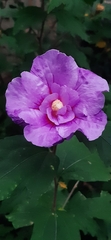Hibiscus syriacus