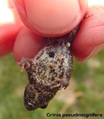 Crinia pseudinsignifera