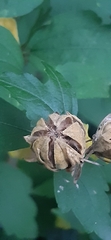 Hibiscus syriacus