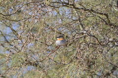 Nystalus maculatus