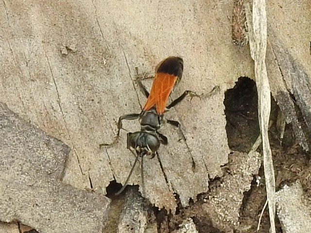 Liris partitus