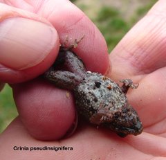 Crinia pseudinsignifera