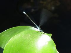 Acanthagrion lancea