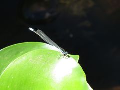 Acanthagrion lancea