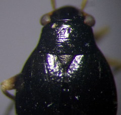 Halticus apterus