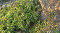 Leuenbergeria guamacho