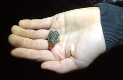 Crinia pseudinsignifera