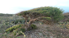 Leuenbergeria guamacho