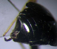 Halticus apterus