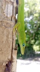 Anolis