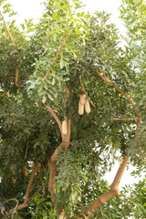 Angiospermae