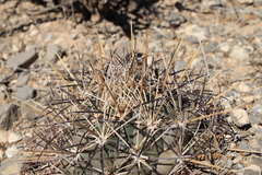 Coryphantha poselgeriana