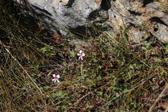 Pelargonium patulum patulum