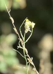 Erysimum capitatum angustatum
