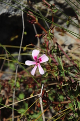 Pelargonium patulum patulum