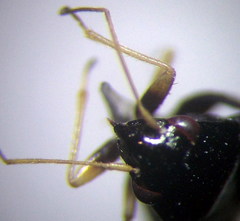 Halticus apterus