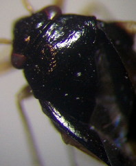 Halticus apterus