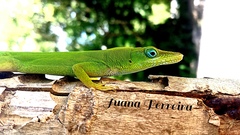 Anolis