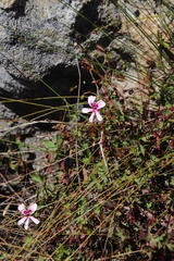 Pelargonium patulum patulum