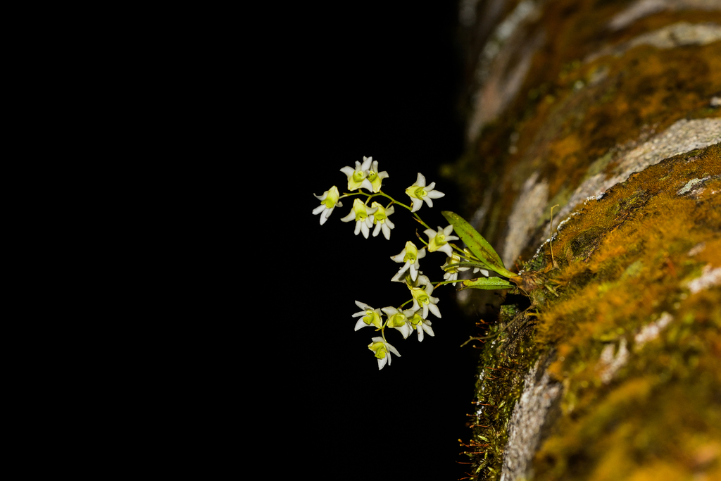 Dendrobium nanum Hook.f. 3