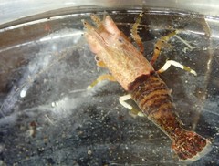 Spirontocaris prionota