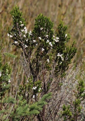 Erica triflora